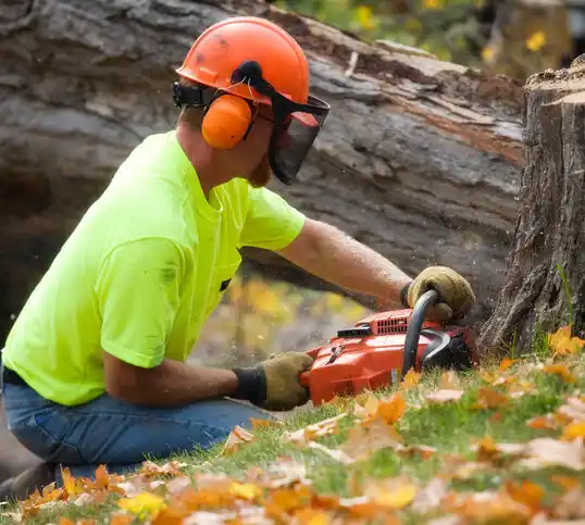 tree services Carver